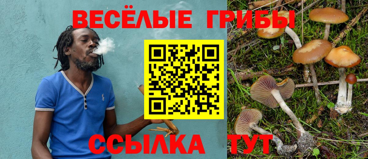 Димитровград  Псилоцибиновые грибы Psilocybine cubensis  Вход с VPN  Галлюциногенные грибы Psilocybe 